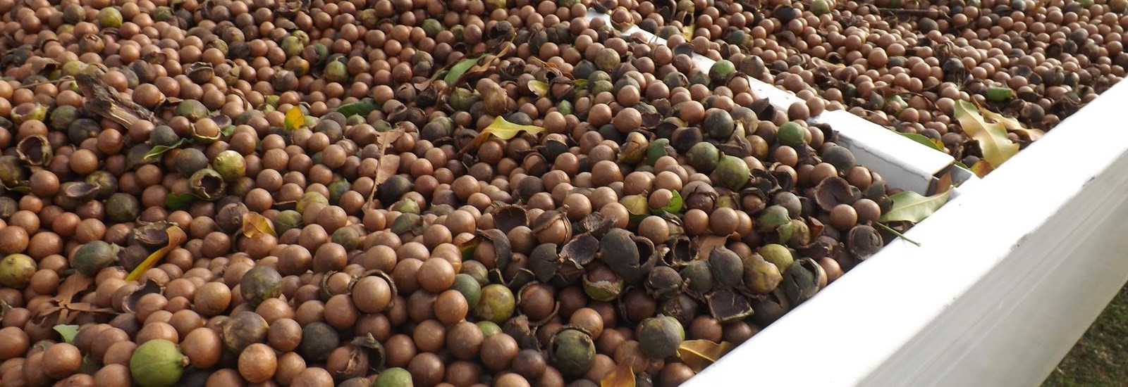 Harvest Macadamia Australia - Shell Roasted, Pre-Cracked Australian Macadamia Nuts