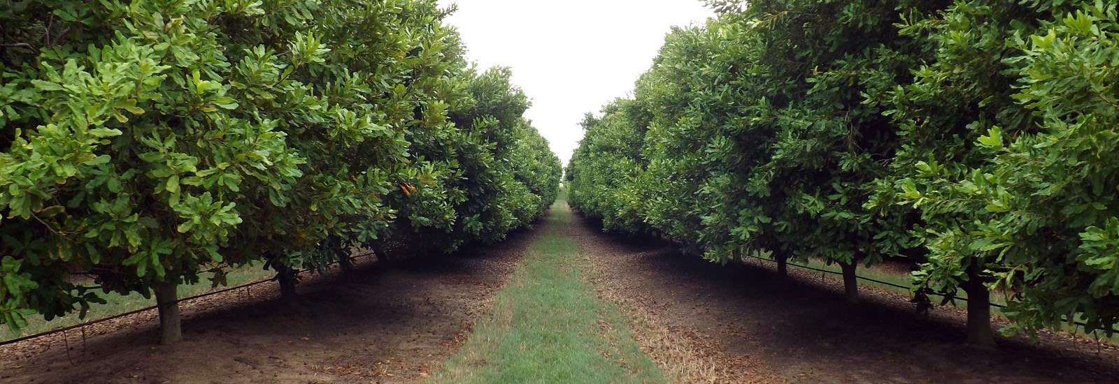 Harvest Macadamia Australia - Shell Roasted, Pre-Cracked Australian Macadamia Nuts