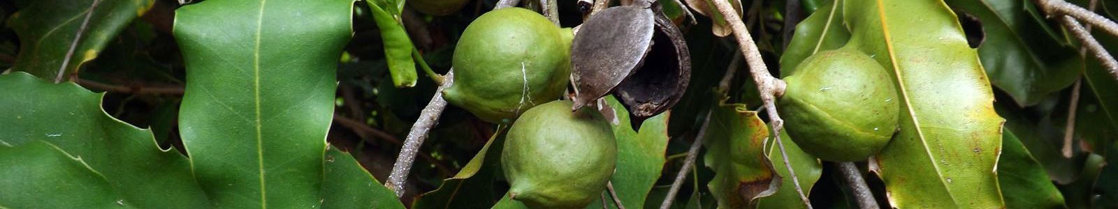 Harvest Macadamia Australia - Shell Roasted, Pre-Cracked Australian Macadamia Nuts